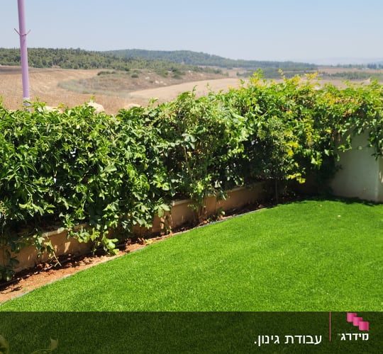דשא ירוק וגדר חיה בגינה מטופחת